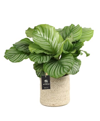 Calathea Orbifolia XL